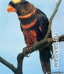 Лориевый попугай