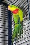 Роскошный попугай