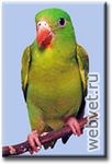 Тонкоклювый попугай