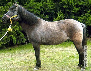 Дюльменский пони