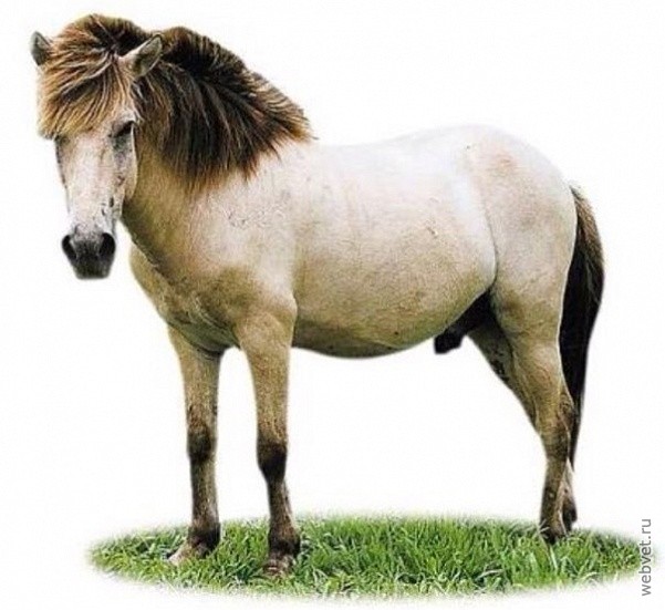 Яванский пони