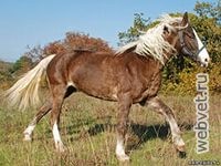 Якутская лошадь