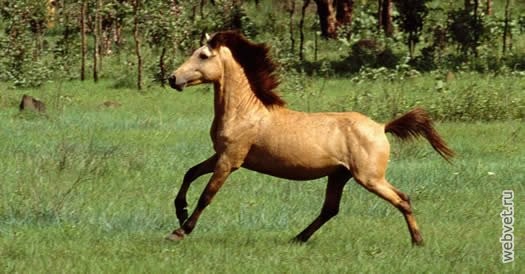 Яванский пони