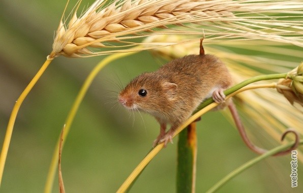 Травяная мышь