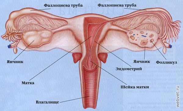 Акушерство, гинекология, размножение