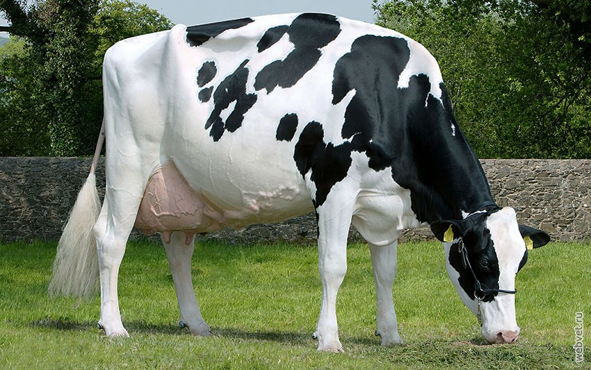 Голштино-фризская корова
