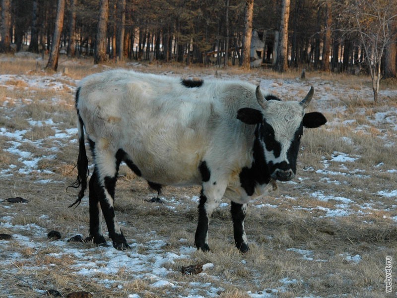 Якутская корова