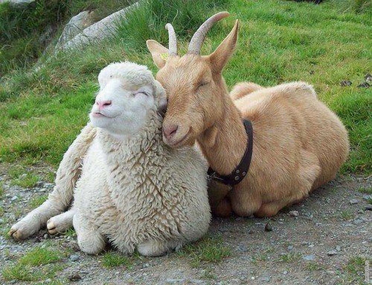 Овцы и козы - МРС