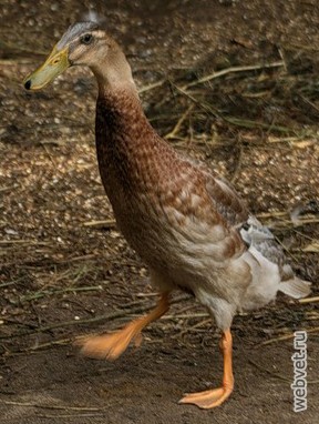 Индийские Бегуны