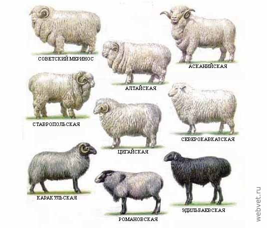Овцы, козы литература