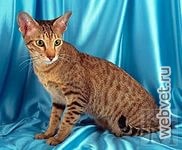 Японский бобтейл Японский бобтейл
