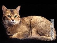 Японский бобтейл Японский бобтейл