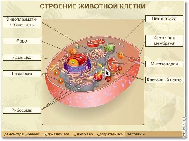 Этология, зоопсихология