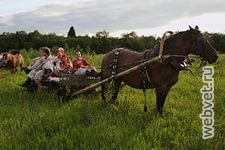 Якутская лошадь