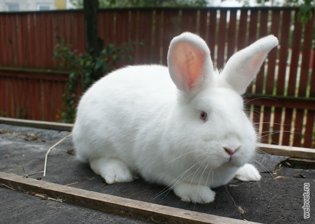 Новозеландский кролик: описание породы, фото, красный и белый