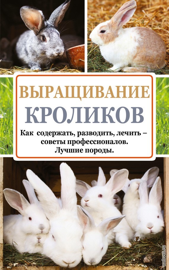 Выращивание кроликов. Как содержать, разводить, лечить – советы профессионалов. Лучшие породы