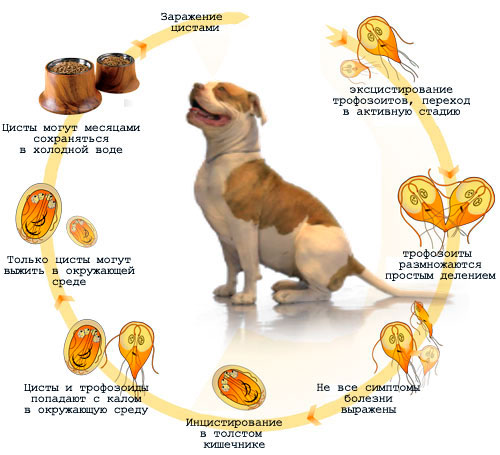 giardia és psow leczenie